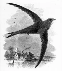 Bystrouška obecná, ilustrace z knihy Williama Yarrella "A History of British Birds", poprvé vydané v roce 1843.