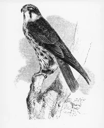 Koníček, ilustrace z knihy Williama Yarrella "A History of British Birds", poprvé vydané v roce 1843.