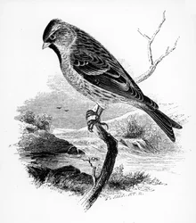 The Lesser Redpole, ilustrace z „Historie britských ptáků“ od Williama Yarrella, poprvé publikována v roce 1843