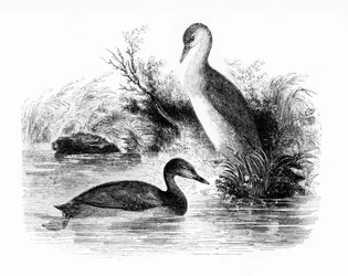 Potápka nebo Dabchick, ilustrace z „Dějiny britských ptáků“ od Williama Yarrella, poprvé publikovaná v roce 1843