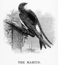 The Martin, ilustrace z 