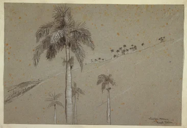 Kresba, Royal Palm, Kuba, 1885