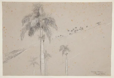 Royal Palm, Kuba