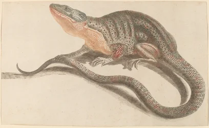 Ještěrka, 1680s1690.
