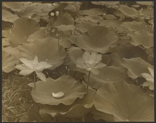 [Lotus].