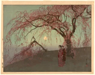 Třešňové stromy Kumoi (Kumoi sakura)