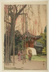 Třešeň v Kawagoe