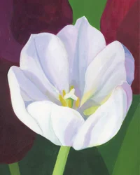 Elegantní bílý tulipán