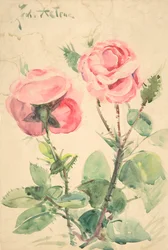 Dvě růže, ca. 1884-1904.