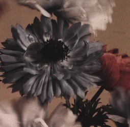 "Anemones" (květy sasanek)