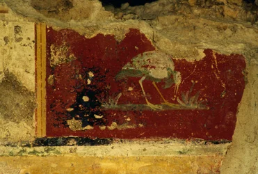 Pták, fragment fresky, chrám Salus Augusta-Cryptoporticus, starověké římské město Urbs Salvia, Urbisaglia, Marche, Itálie (foto)