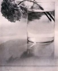 Hydrangea, c 1907