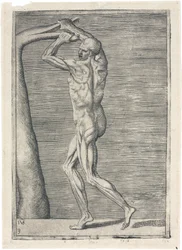 Svaly Anatomické studium mužské muskulatury; muž lámající větev, c 1555