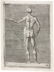 Svaly Anatomické studium mužské muskulatury; muž držící lano, c 1555