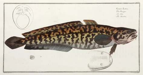"The Burbot"
