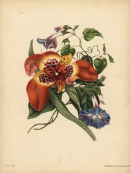 Mexický tygří květ, Tigridia pavonia, Změna; Modrý major Convolvulus, noc