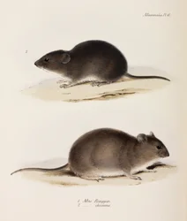 Dva typy myší, c 1832-1836