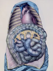 Anatomie tlustého střeva, z Manuela dAnatomie deskriptivní du Corps Humain od Julese Cloqueta (1790-1883), vyryto G. de Frey, 1825