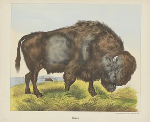 Bison (název na objektu)