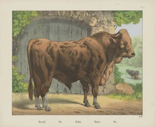 Boeuf. / Vůl. / Ochs. / Bove. / Os (název na objektu)