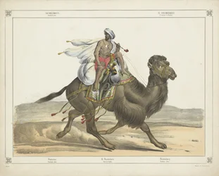 Dromedarus, / Arabisch post (titul na objektu)
