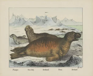 Phoque. / Mořský pes. / Seehund. / Foca. / Pečeť (titul na předmětu)