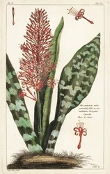 Africké tětivy konopí, Sansevieria hyacinthoides