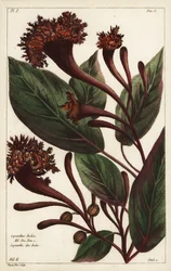 Cornucopy keř, Copianthus indica, Hil